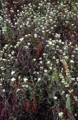 Neobeckia aquatica (Eaton) Greene (lakecress), flowers, habit