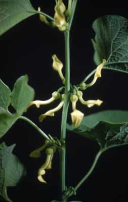 Aristolochia clematitis L. (birthwort), stem