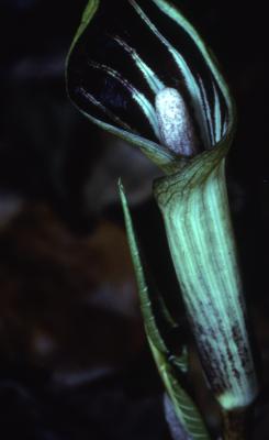 Arisaema triphyllum (L.) Schott (Jack-in-the-pulpit), close-up of flowerhead 