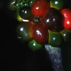 Arisaema triphyllum (L.) Schott (Jack-in-the-pulpit), close-up of fruit 
