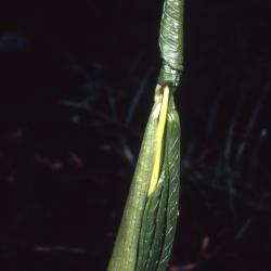 Arisaema dracontium (green dragon), furled leaf stalk