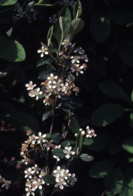Aronia arbutifolia (L.) Pers. (red chokeberry), flowers and leaves on stem