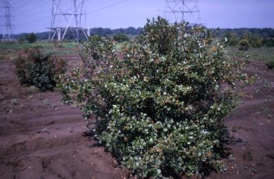 Aronia arbutifolia (L.) Pers. (red chokeberry), habit