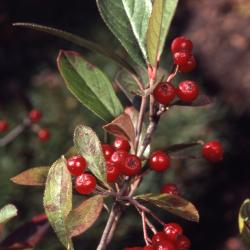 Aronia arbutifolia (L.) Pers. (red chokeberry), leaves and berries on stem