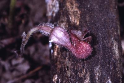 Aristolochia serpentaria L. (Virginia snakeroot), flower