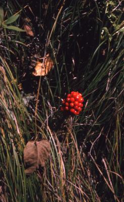 Arisaema triphyllum (L.) Schott (Jack-in-the-pulpit), fruit 