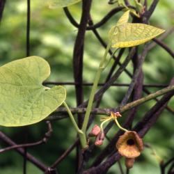 Aristolochia durior Hill (Dutchman’s pipe), leaves