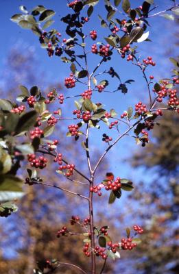 Aronia arbutifolia (L.) Pers. (red chokeberry), leaves and berries 