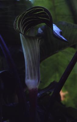 Arisaema triphyllum (L.) Schott (Jack-in-the-pulpit), flowerhead 