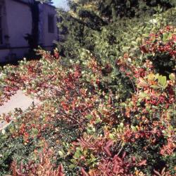 Aronia arbutifolia ‘Brilliantissima’ (brilliant red chokeberry), habit