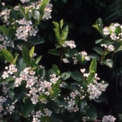 Aronia melanocarpa ‘Autumn Magic’ Autumn Magic black chokeberry, leaves and flowers