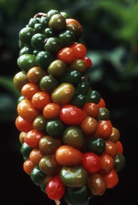 Arisaema dracontium (L.) Schott (green dragon), close-up of fruit