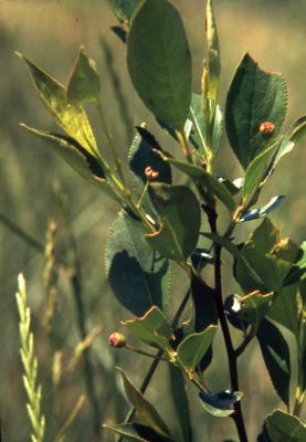 Aronia melanocarpa (Michx.) Elliott (black chokeberry), leaves