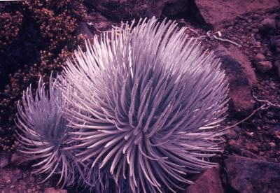 Argyroxiphium sandwicense subsp. macrocephalum (east Maui silversword), habit