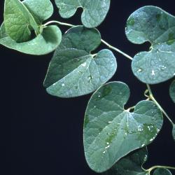 Aristolochia clematitis L. (birthwort), leaves 