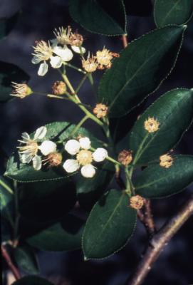 Aronia melanocarpa (Michx.) Elliott (black chokeberry), leaves and berries