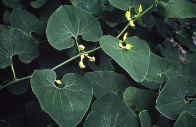 Aristolochia clematitis L. (birthwort), leaves 