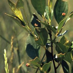 Aronia melanocarpa (Michx.) Elliott (black chokeberry), leaves