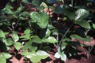 Arisaema ringens (Thunb.) Schott (cobra lily), habit, leaves 