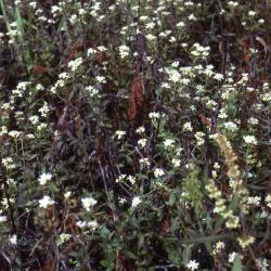 Neobeckia aquatica (Eaton) Greene (lakecress), flowers, habit