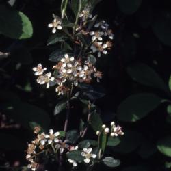 Aronia arbutifolia (L.) Pers. (red chokeberry), flowers and leaves on stem