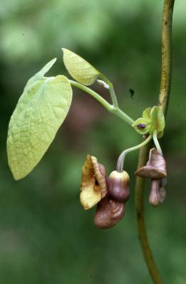 Aristolochia durior Hill (Dutchman’s pipe), flowers and leaves