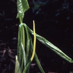 Arisaema dracontium (green dragon), leaf stalk unfurling