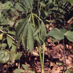 Arisaema dracontium (green dragon), habit
