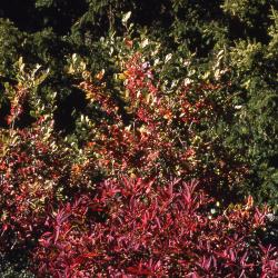 Aronia arbutifolia (L.) Pers. (red chokeberry), branches