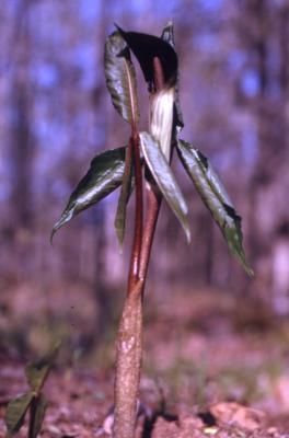 Arisaema triphyllum (L.) Schott (Jack-in-the-pulpit), stalk 