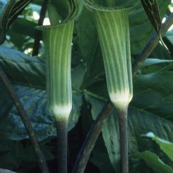 Arisaema triphyllum (L.) Schott (Jack-in-the-pulpit), hooded flowers