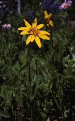 Arnica L., flower and stem 
