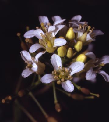 Neobeckia aquatica (Eaton) Greene (lakecress), close-up of flowers
