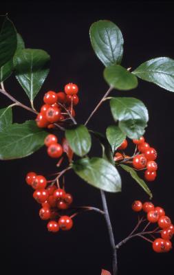 Aronia arbutifolia (L.) Pers. (red chokeberry), berries and leaves