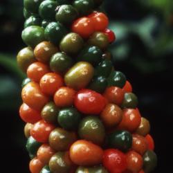 Arisaema dracontium (L.) Schott (green dragon), close-up of fruit