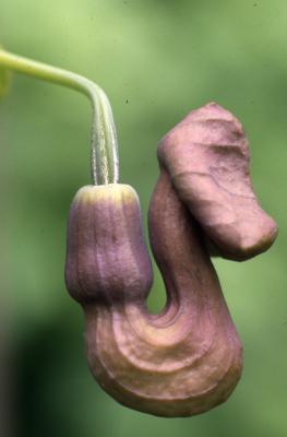 Aristolochia manshuriensis Komar. (Manchurian pipe vine), flower