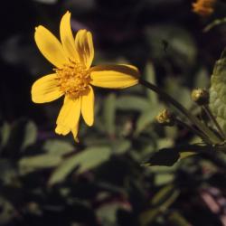 Arnica latifolia Bong. (broadleaf arnica), flower