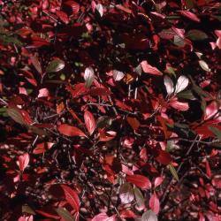 Aronia arbutifolia (L.) Pers. (red chokeberry), leaves