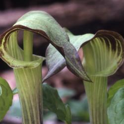 Arisaema triphyllum (L.) Schott (Jack-in-the-pulpit), flowerhead 