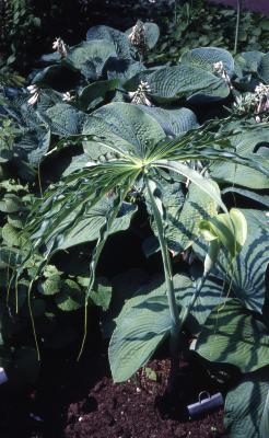 Arisaema consanguineum Schott (Himalayan cobra lily), habit