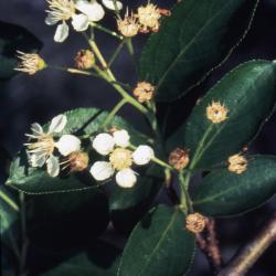 Aronia melanocarpa (Michx.) Elliott (black chokeberry), leaves and berries