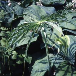 Arisaema consanguineum Schott (Himalayan cobra lily), habit