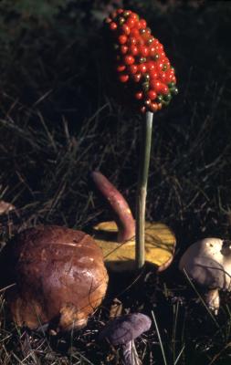 Arisaema dracontium (green dragon), fruit and mushrooms