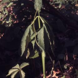 Arisaema dracontium (green dragon), leaf stalk