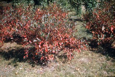 Aronia melanocarpa (Michx.) Elliott (black chokeberry), habit