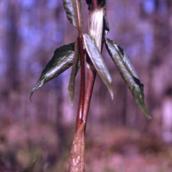 Arisaema triphyllum (L.) Schott (Jack-in-the-pulpit), stalk 