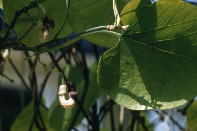 Aristolochia durior Hill (Dutchman’s pipe), leaves and flower