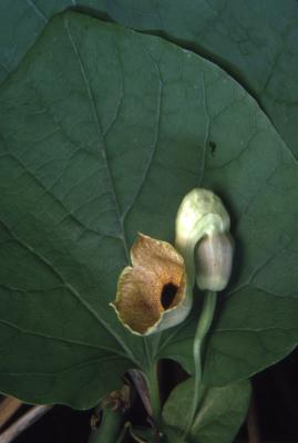 Aristolochia manshuriensis Komar. (Manchurian pipe vine), flower and leaf 