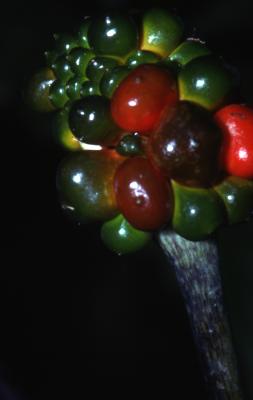 Arisaema triphyllum (L.) Schott (Jack-in-the-pulpit), close-up of fruit 