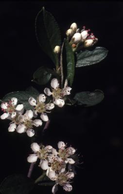 Aronia arbutifolia (L.) Pers. (red chokeberry), flowers, buds, and leaves